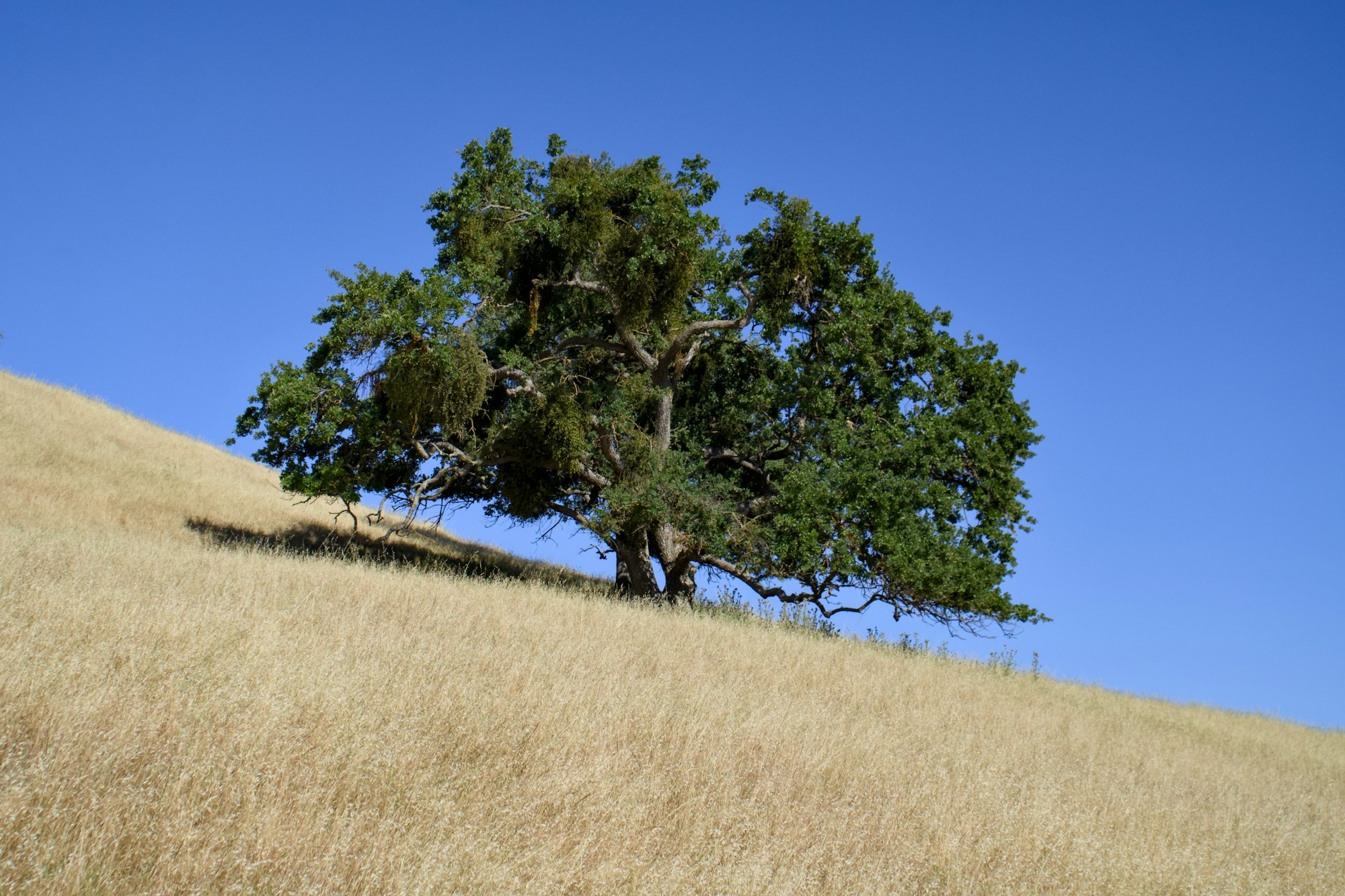 A spreading oak tree on a golden grassy hillside beneath a blue sky.